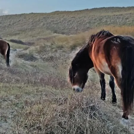 Prinsenhof # Vierentwintig * ברחן